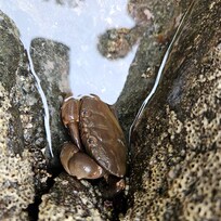 Crab in a tide pool.