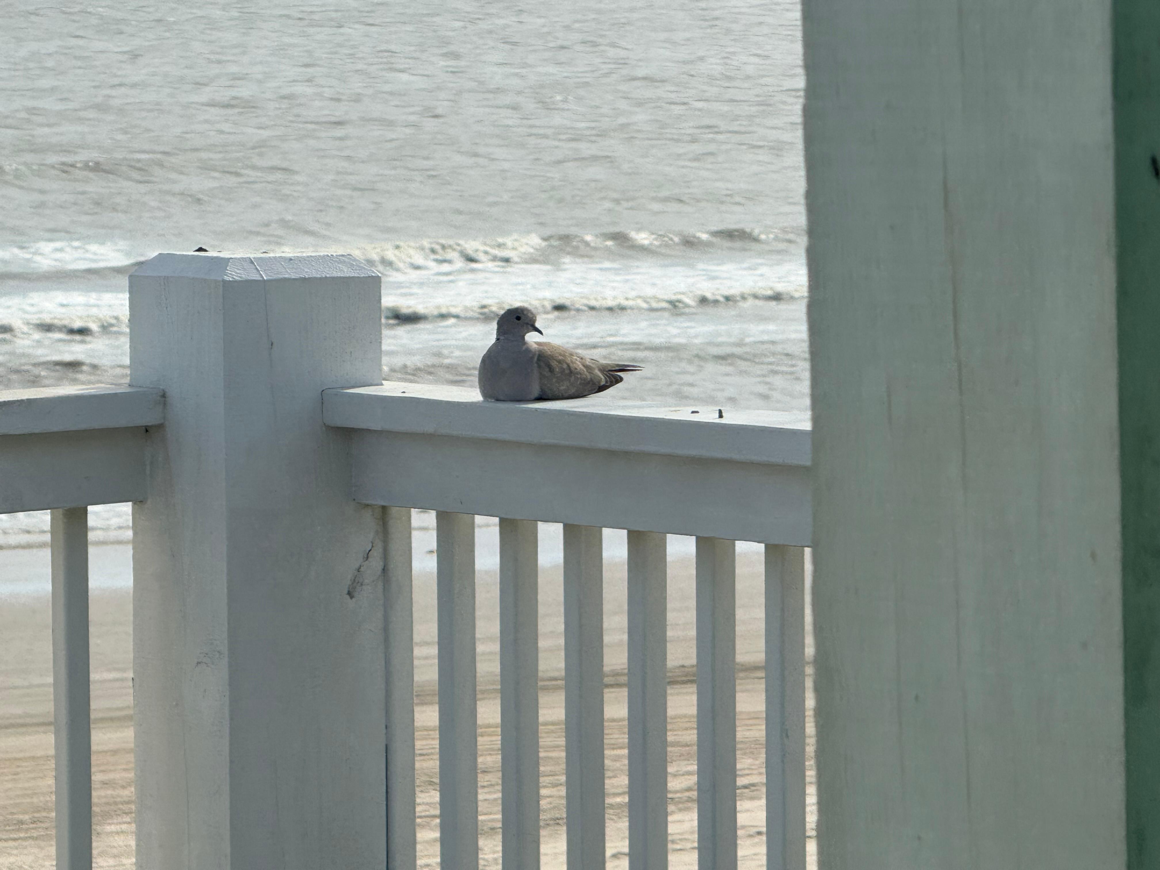 Had a visitor to enjoy the view! 