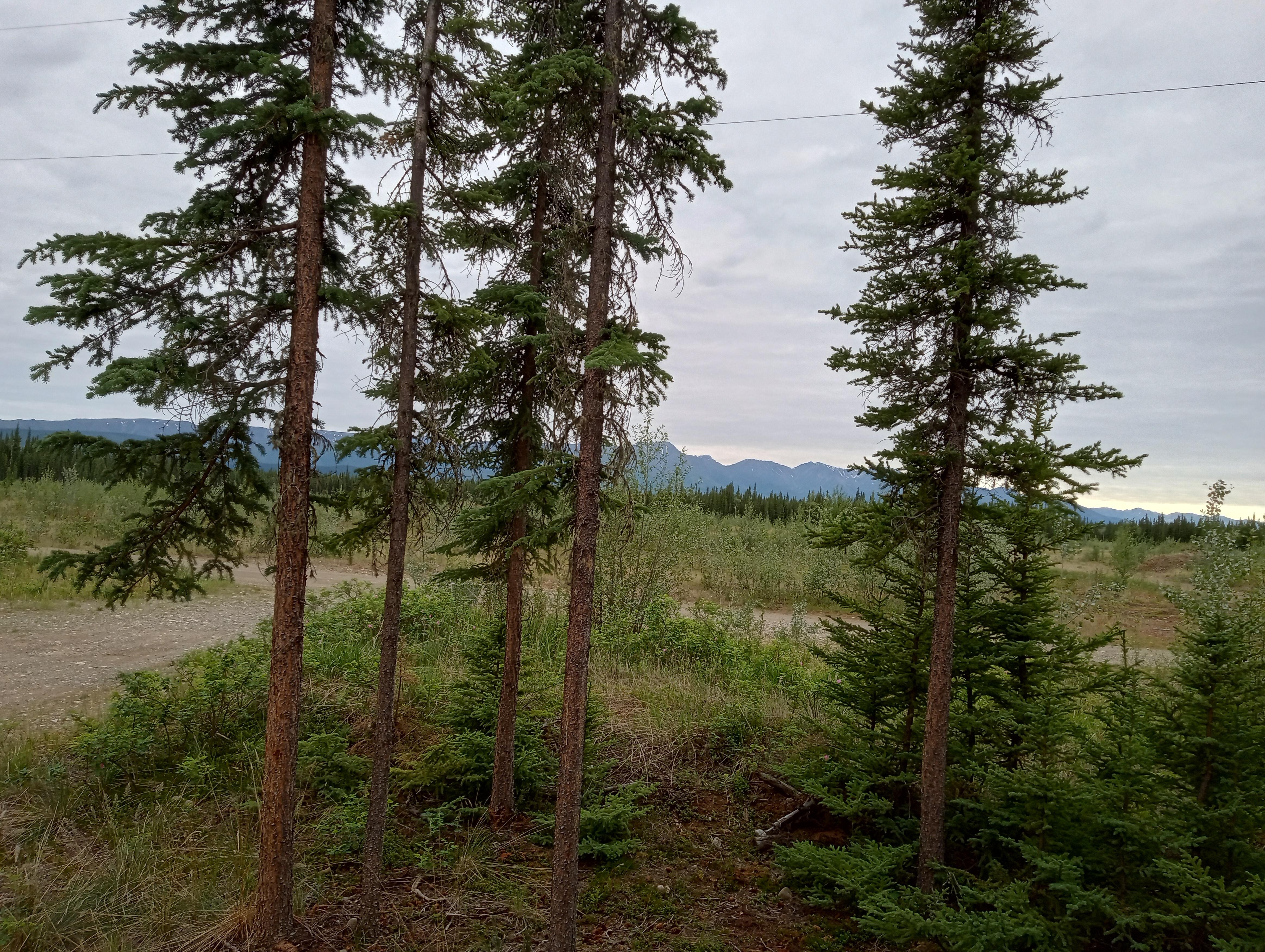 My view with breakfast from the deck