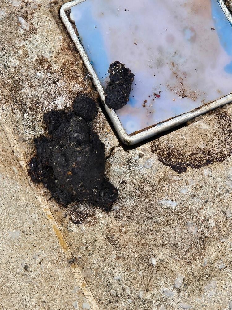 One of 3 or 4 dung piles next to pool