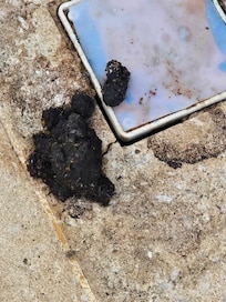 One of 3 or 4 dung piles next to pool