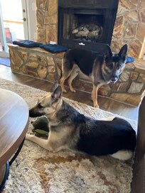 Both our babies they loved the cabin as much as we did