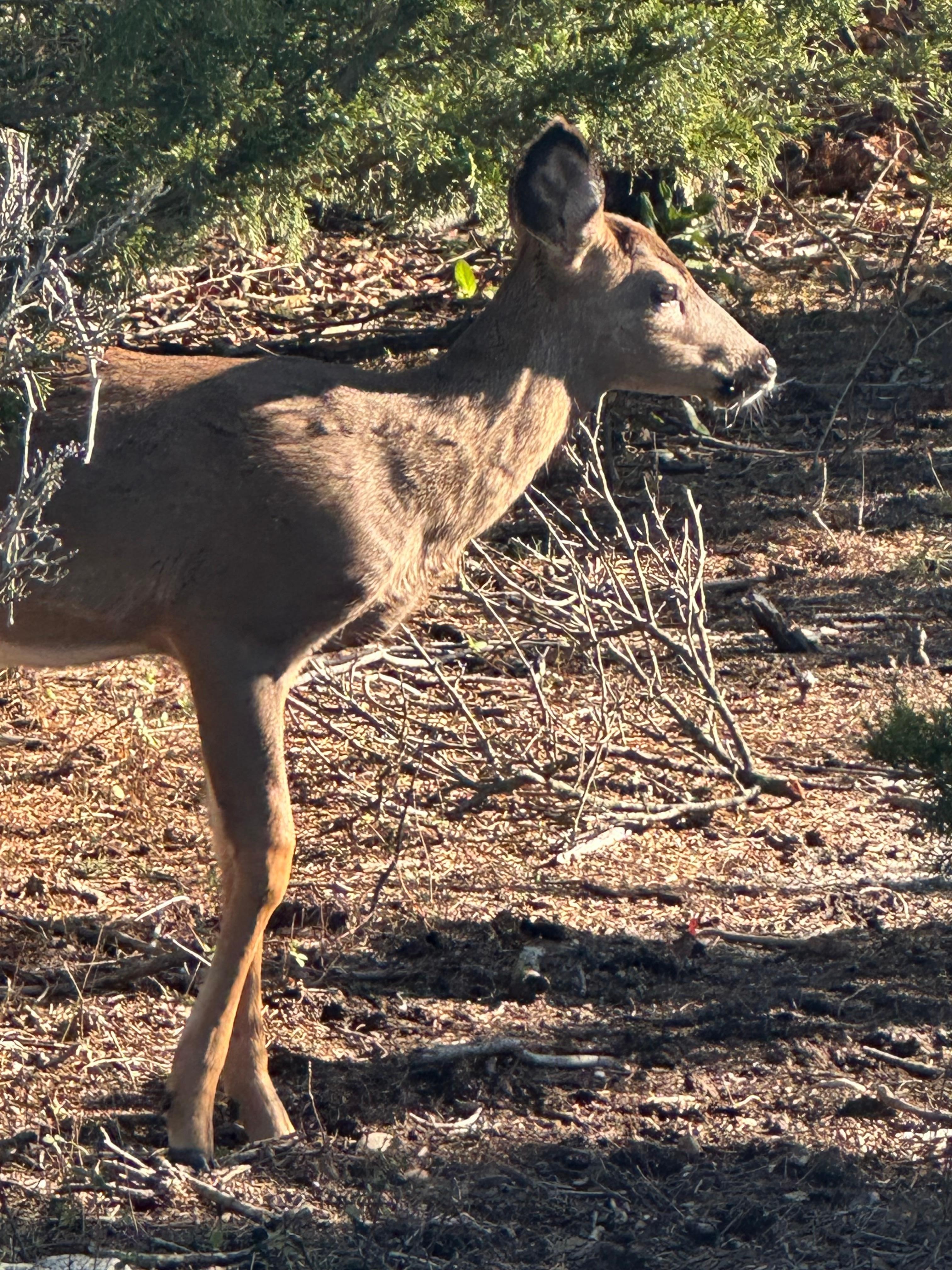 Great for a nice stroll