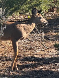 Great for a nice stroll