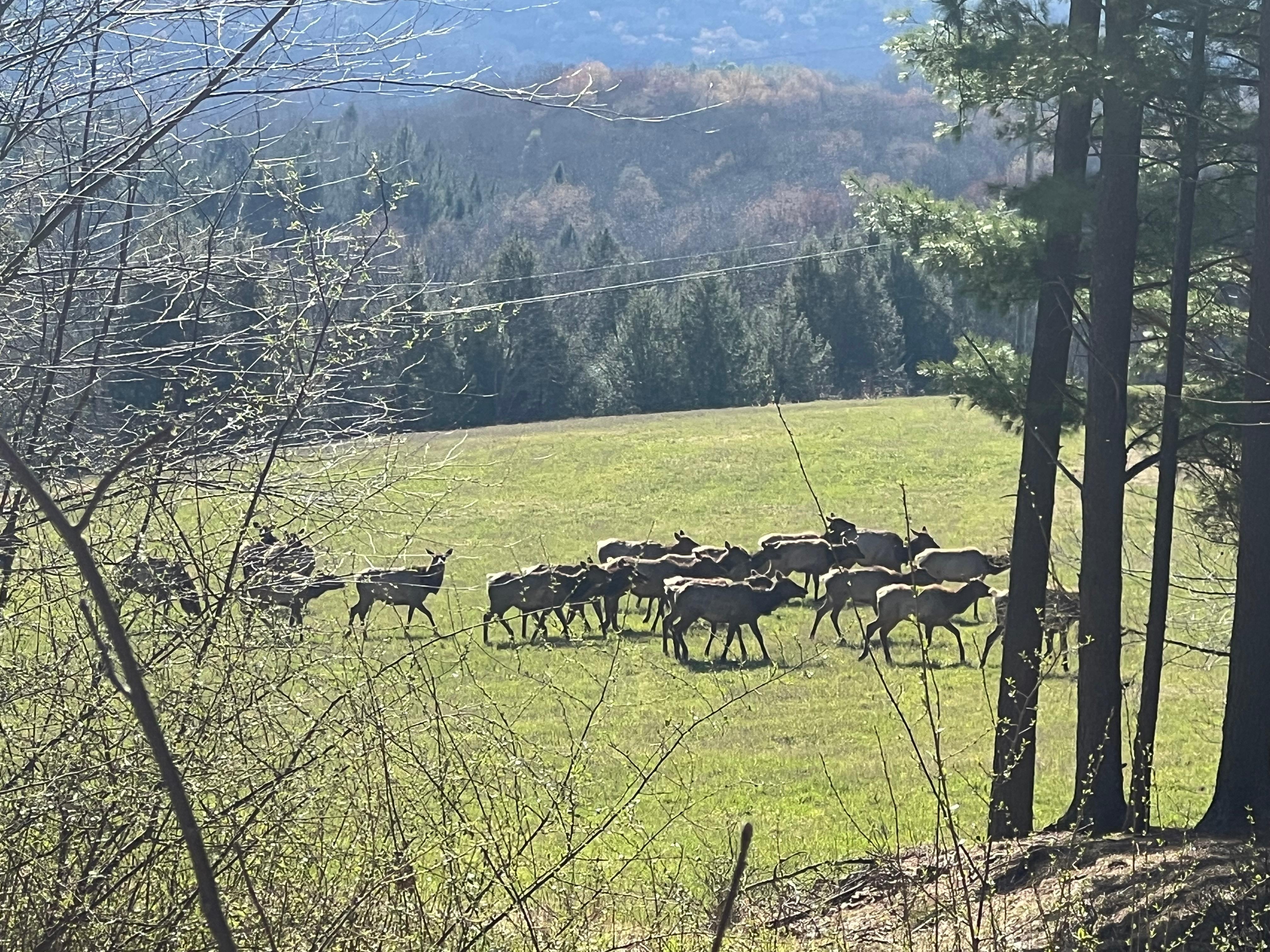 Elk! 