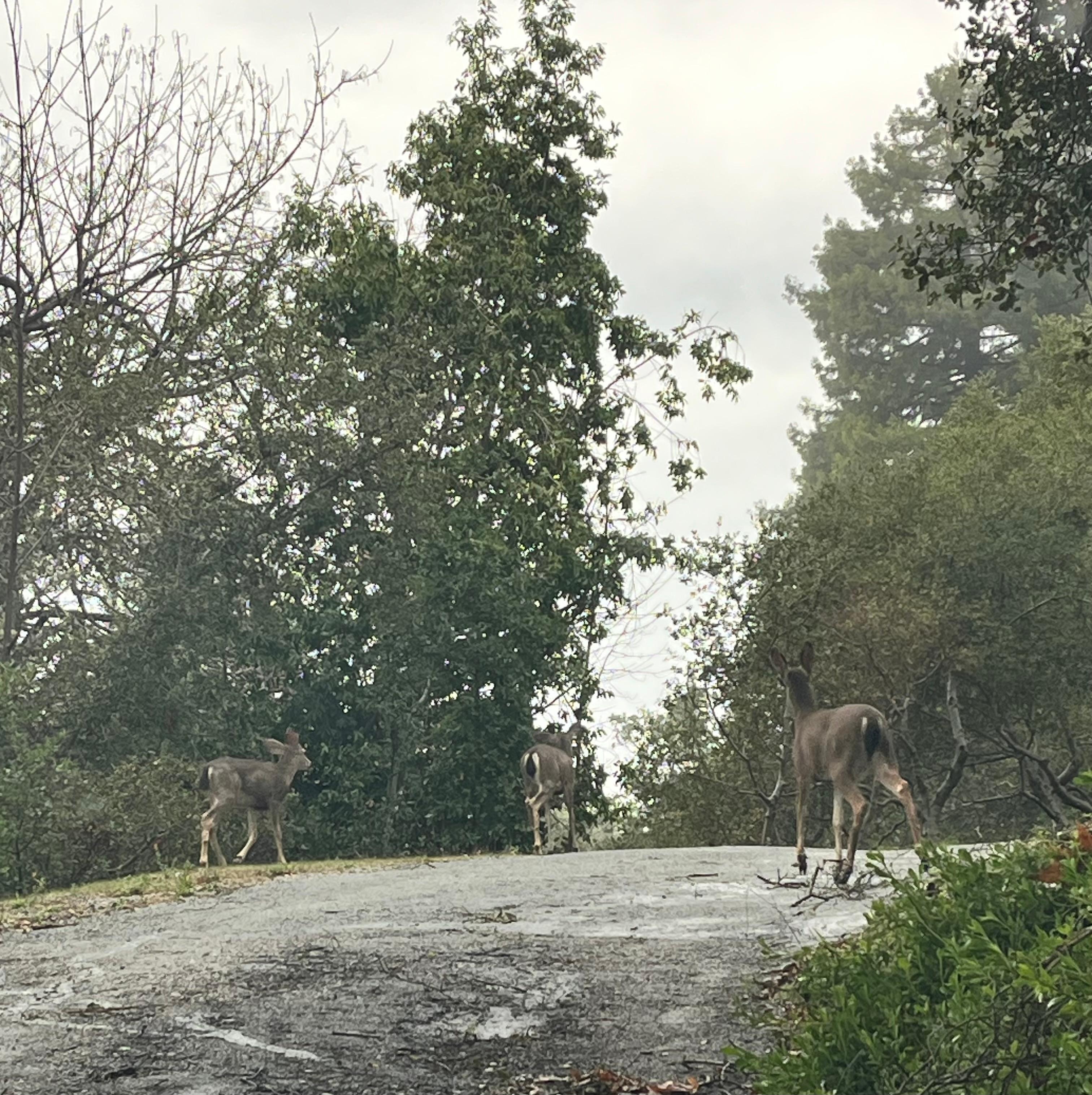 Just some regular morning visitors.