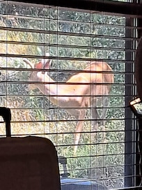 Deer outside the kitchen window. Within 4 feet of the side porch.