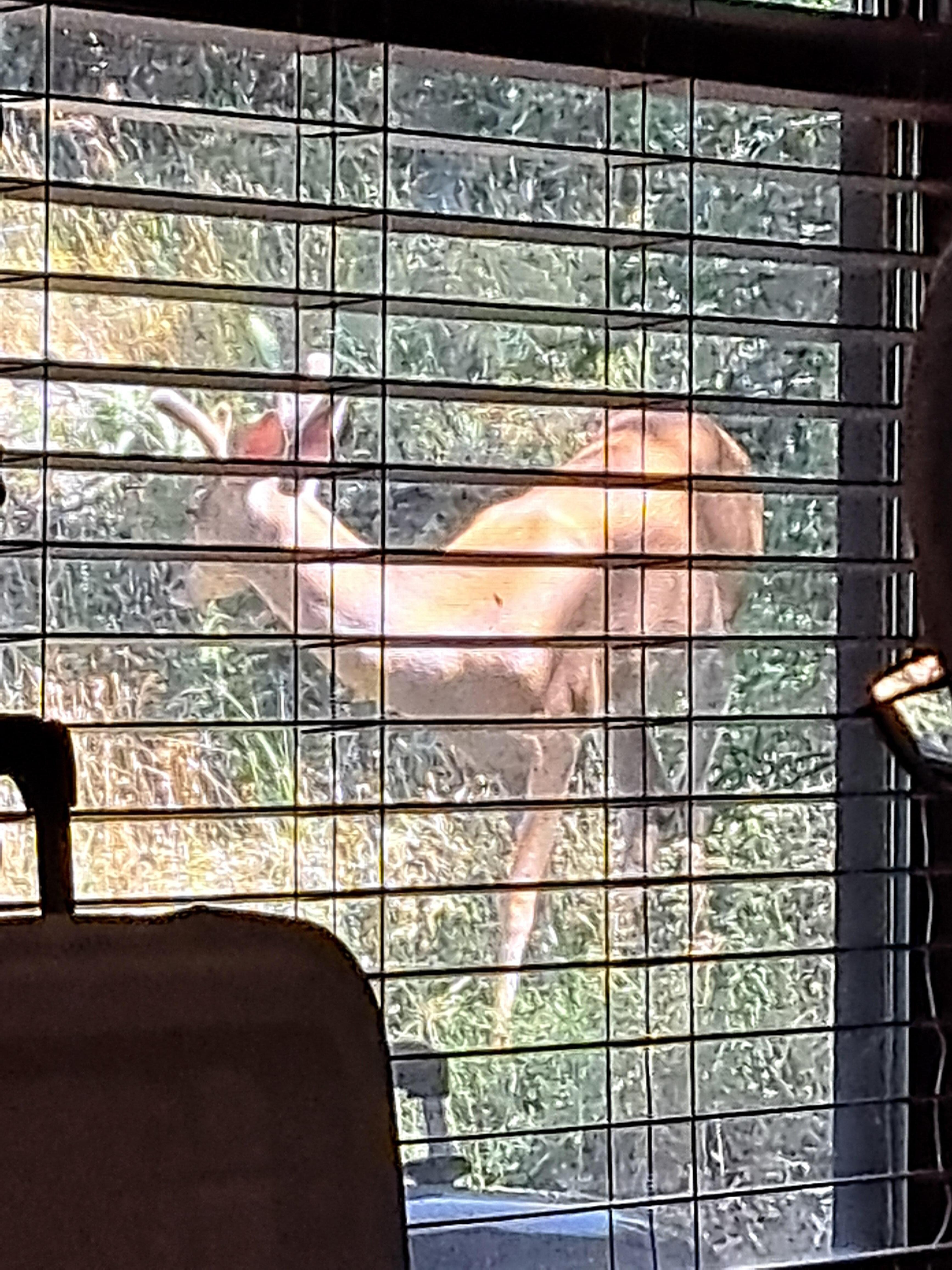 Deer outside the kitchen window. Within 4 feet of the side porch. 