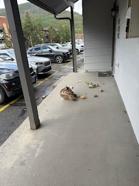 Groceries on the porch