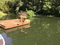 The two puppies debating on going for a swim.