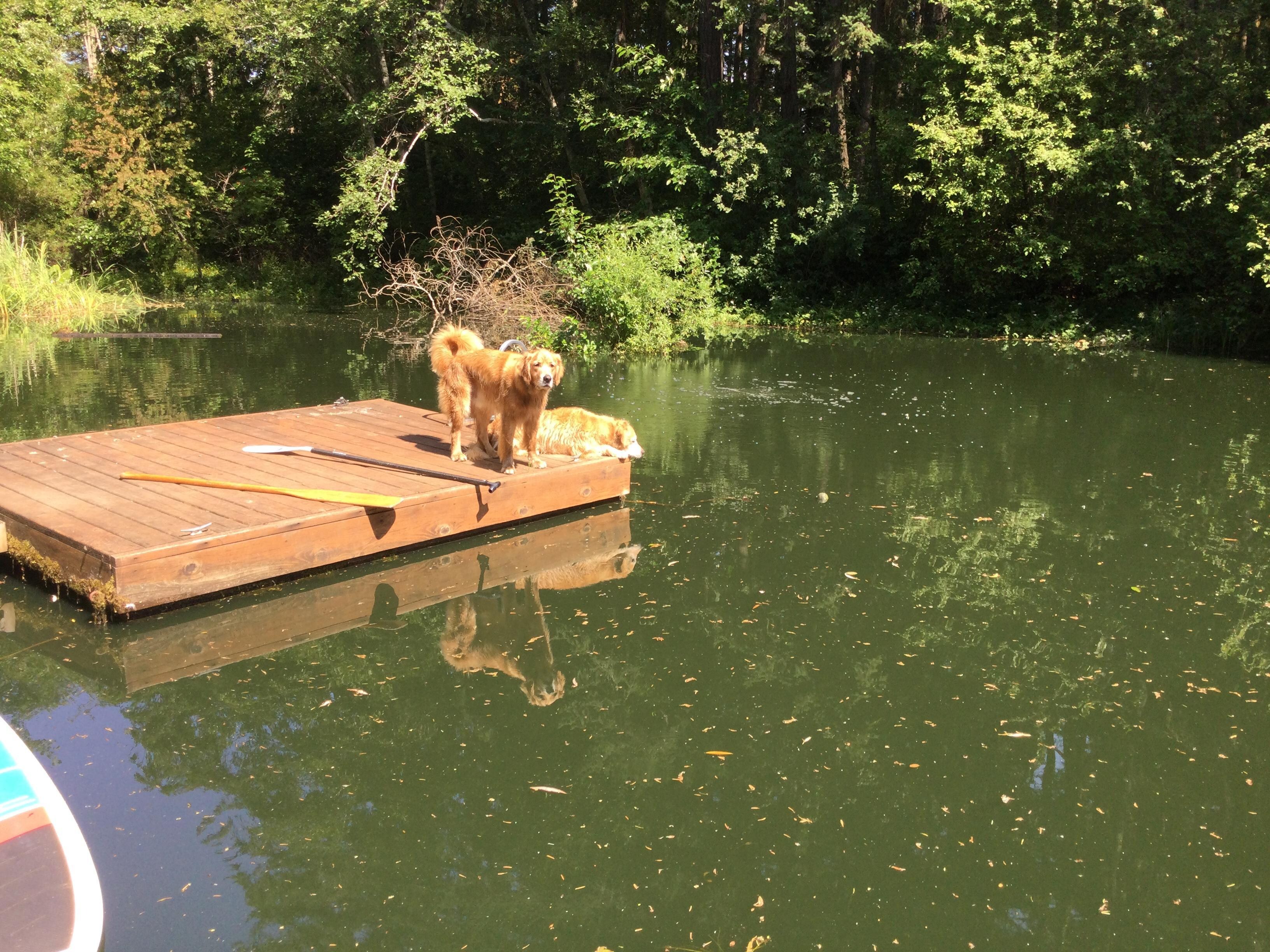 The two puppies debating on going for a swim.