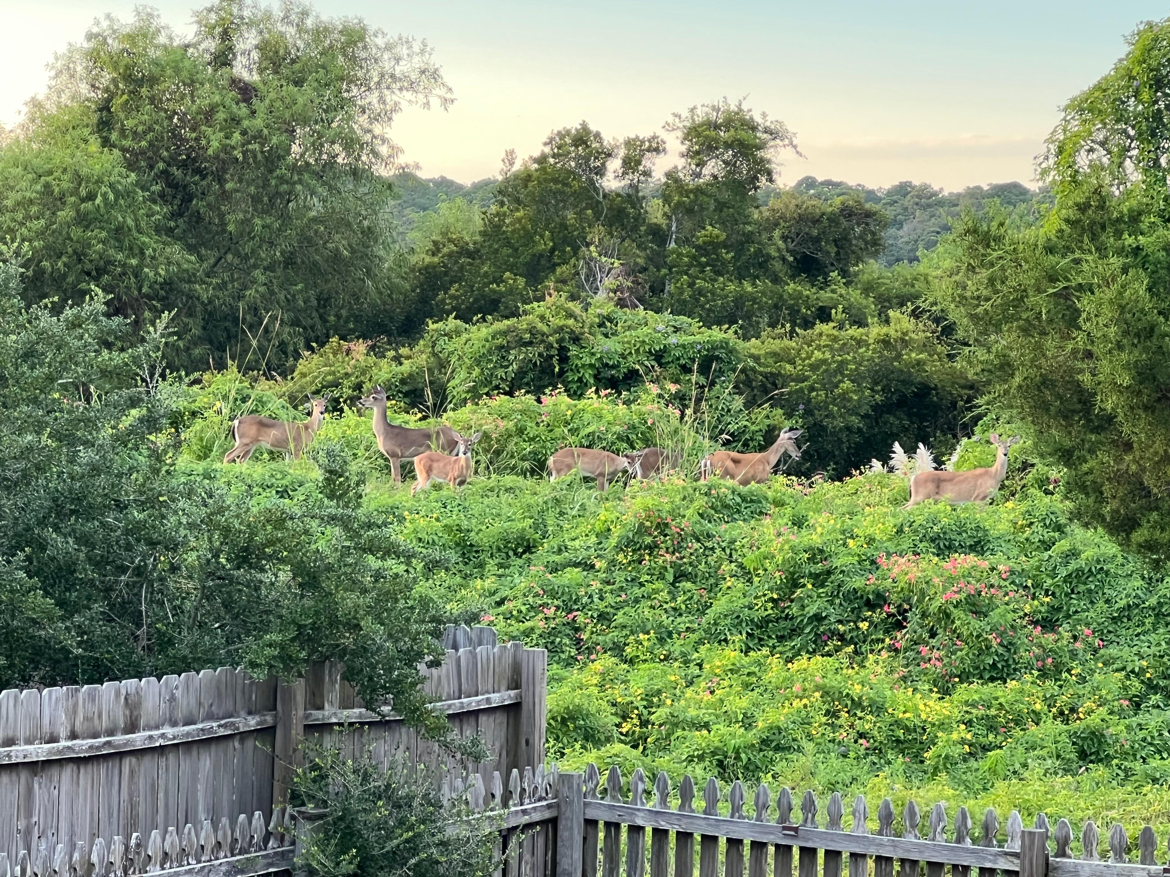 Deer in the backyard. 7 was the most we saw at one time.