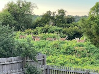 Deer in the backyard. 7 was the most we saw at one time.