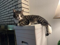 Lounging on a box near my owner’s reading corner