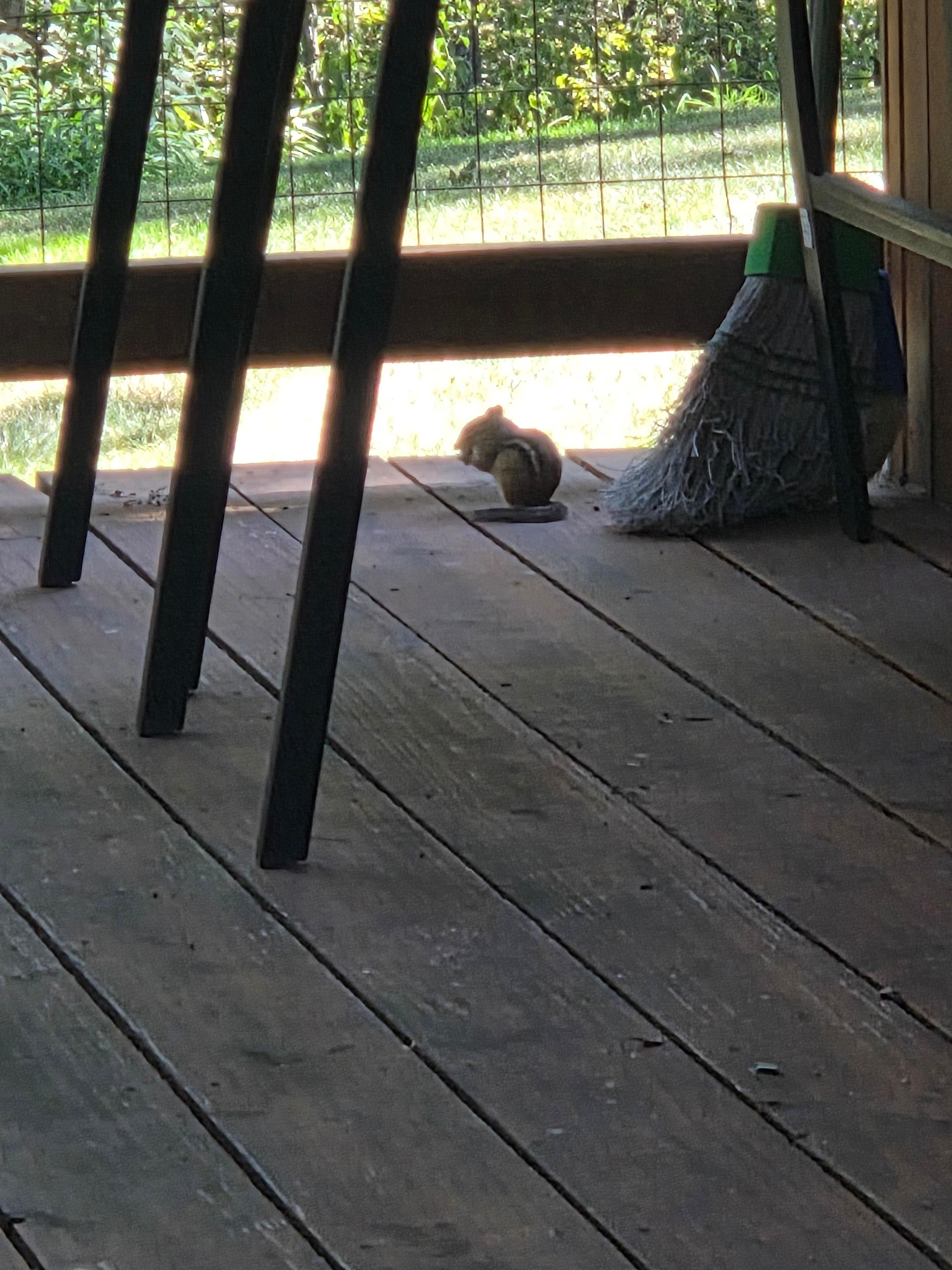 Morning visitor on deck
