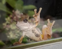 Frog on kitchen window