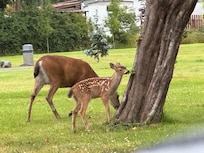 Local deer just down the street