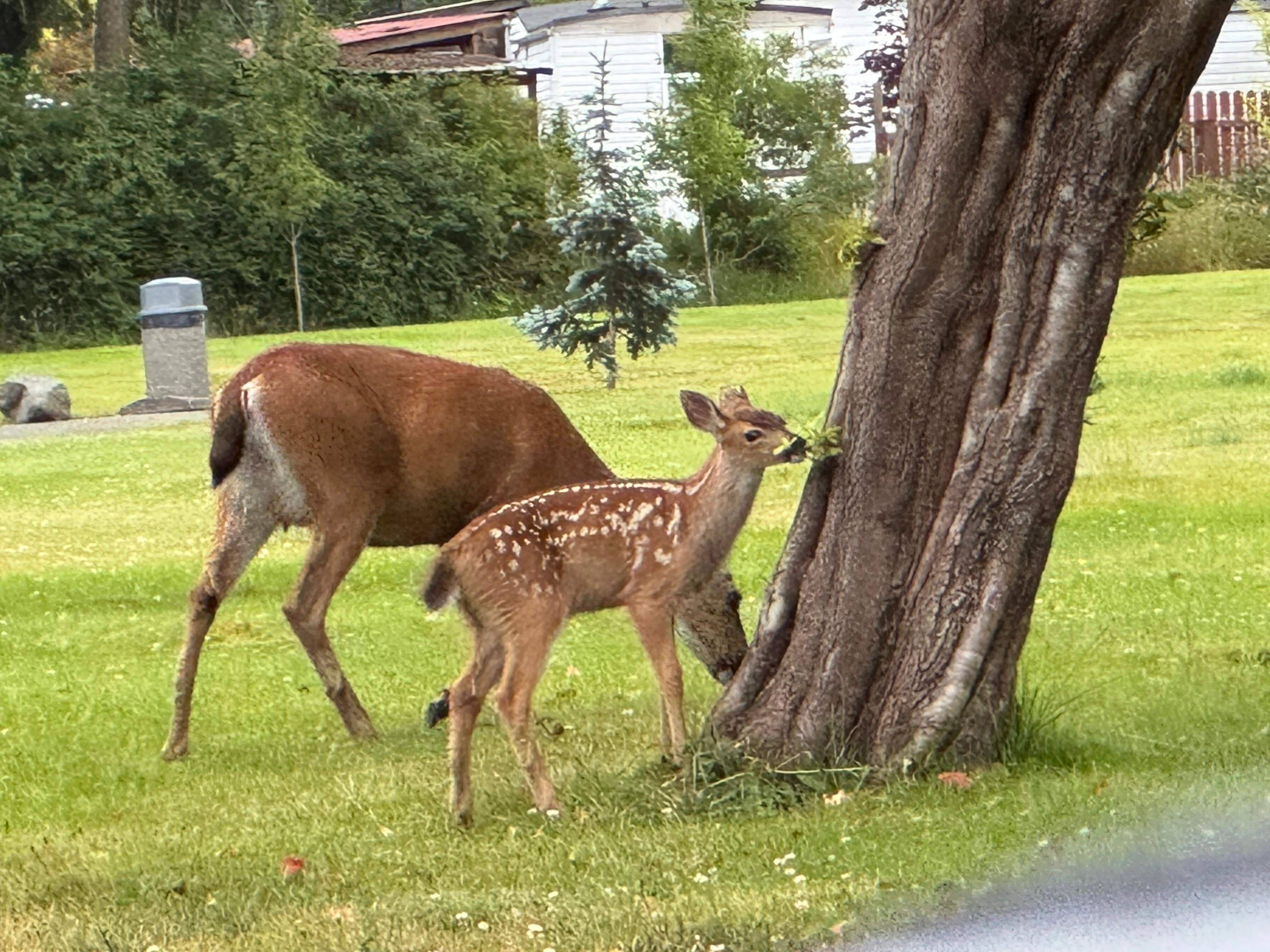Local deer just down the street 