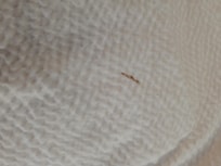 There were stains on all the linens