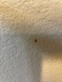 More bugs