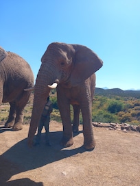 Elephant experience