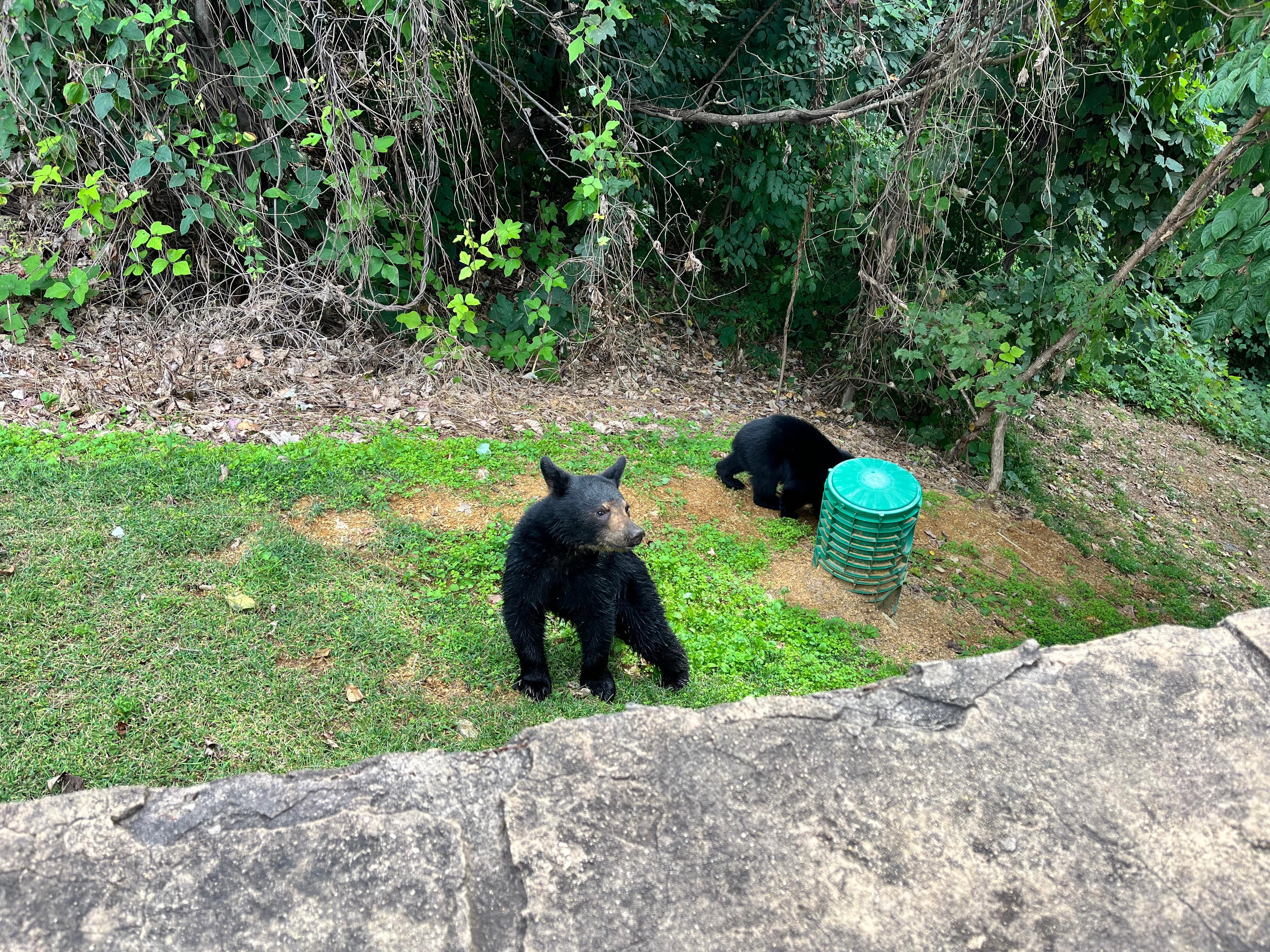Our greeters when we arrived