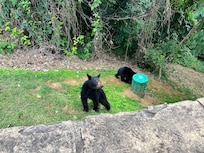 Our greeters when we arrived