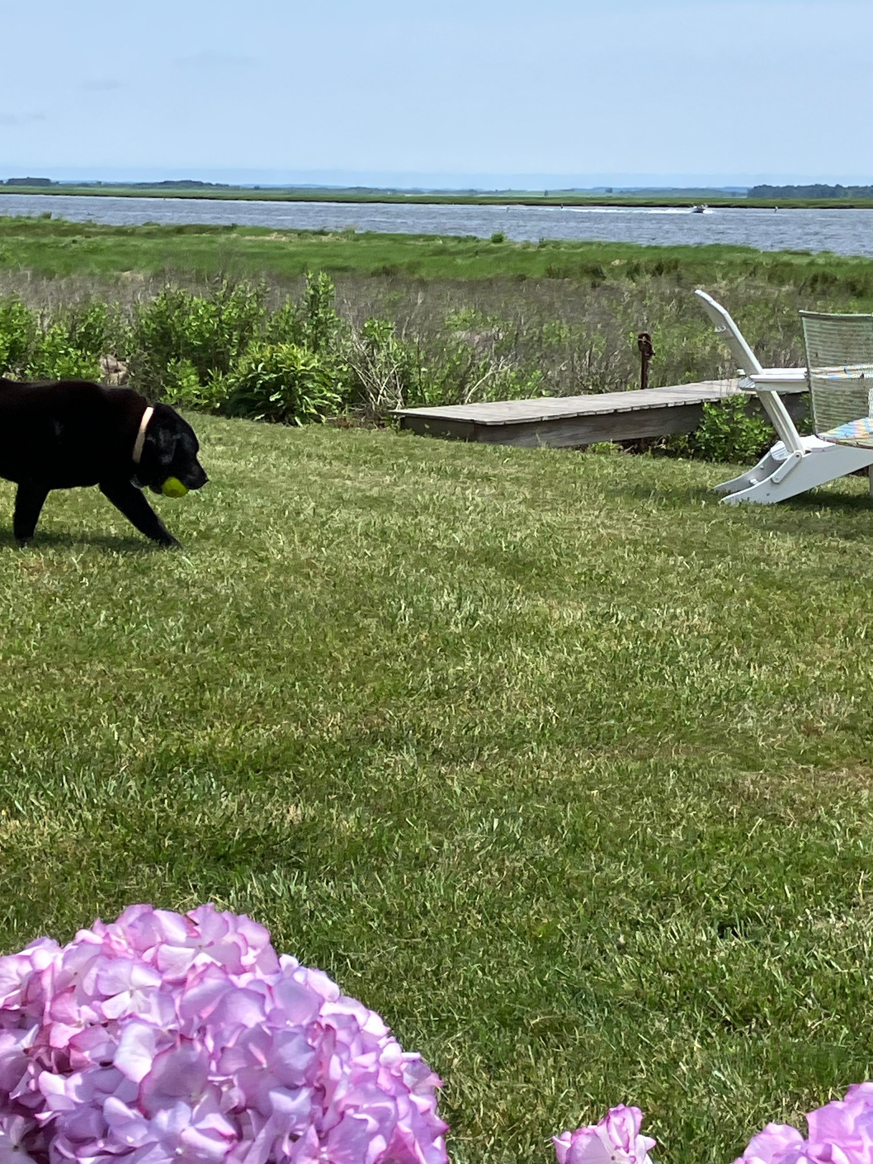 Playing ball on the lawn overlooking the marsh. 