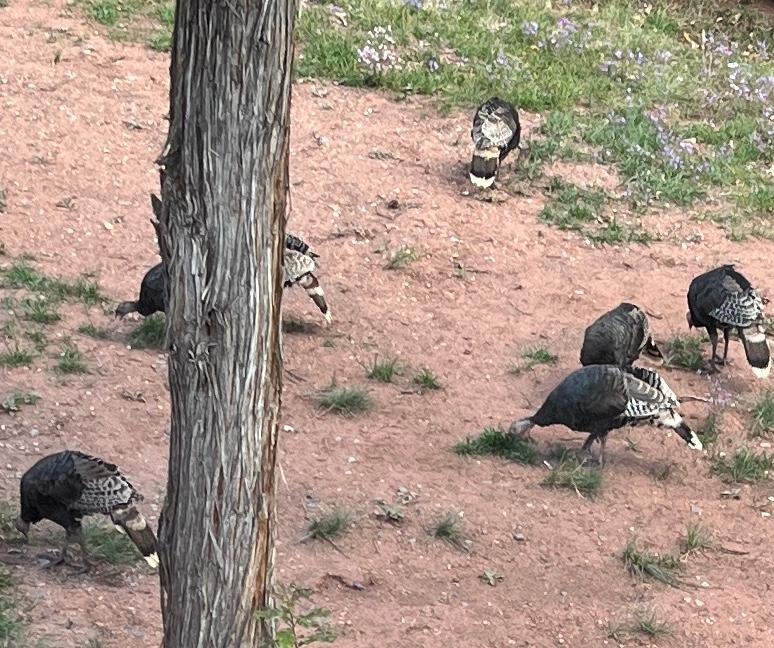 We got several “turkey parades”.