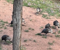 We got several “turkey parades”.