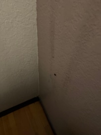 Totally kisses on capture more