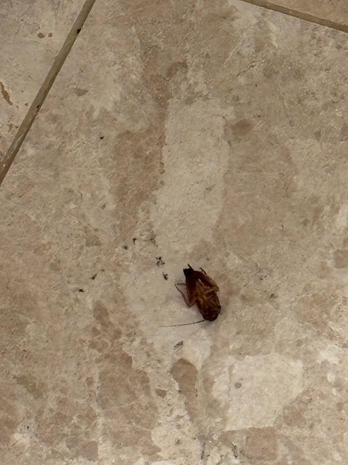 Cockroaches in the room, this is just one dead guy, the live ones video were to big to upload.  I might pass on this place.