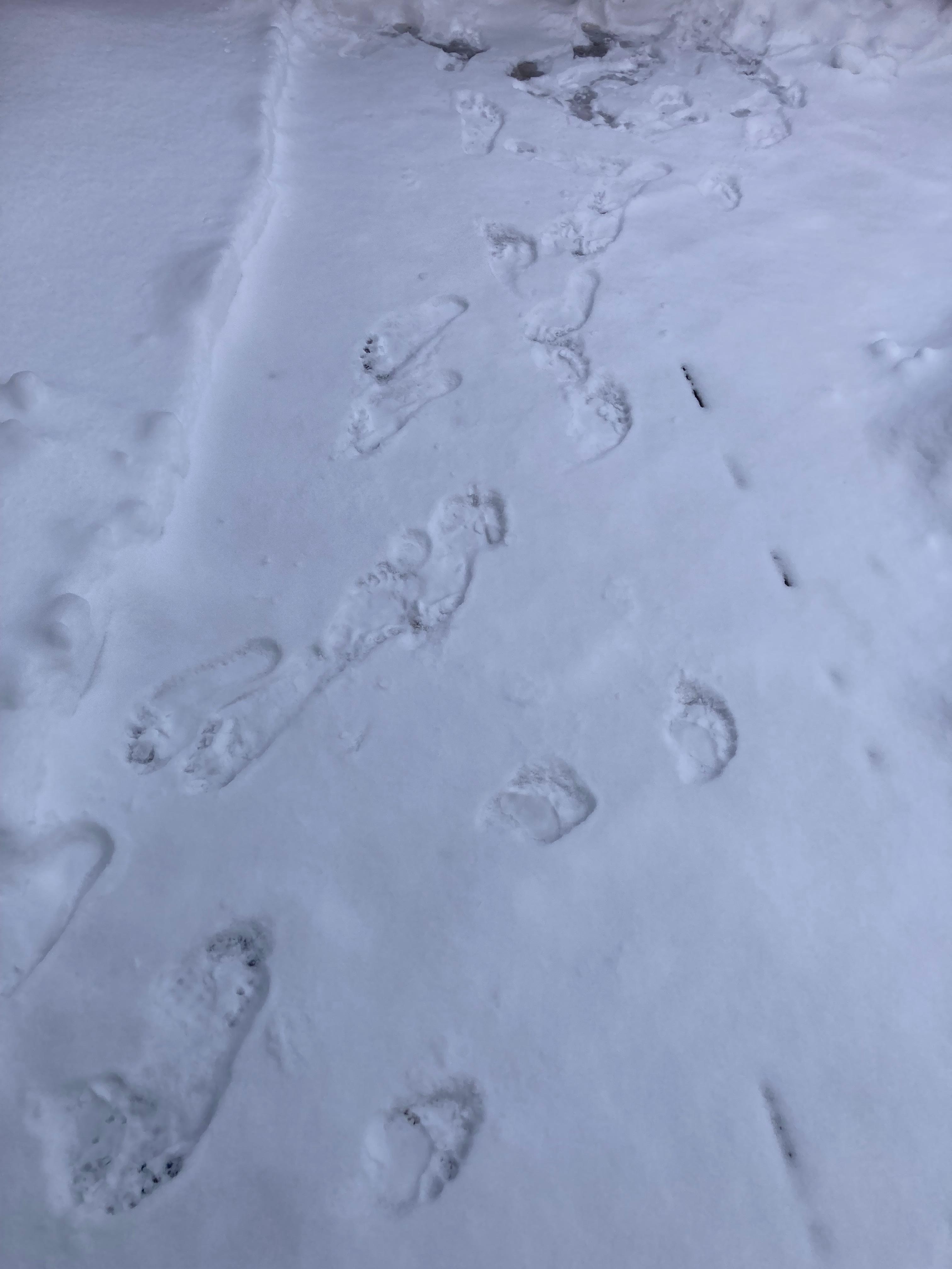 Evidence of frozen barefoot runs to and from the hot tub lol