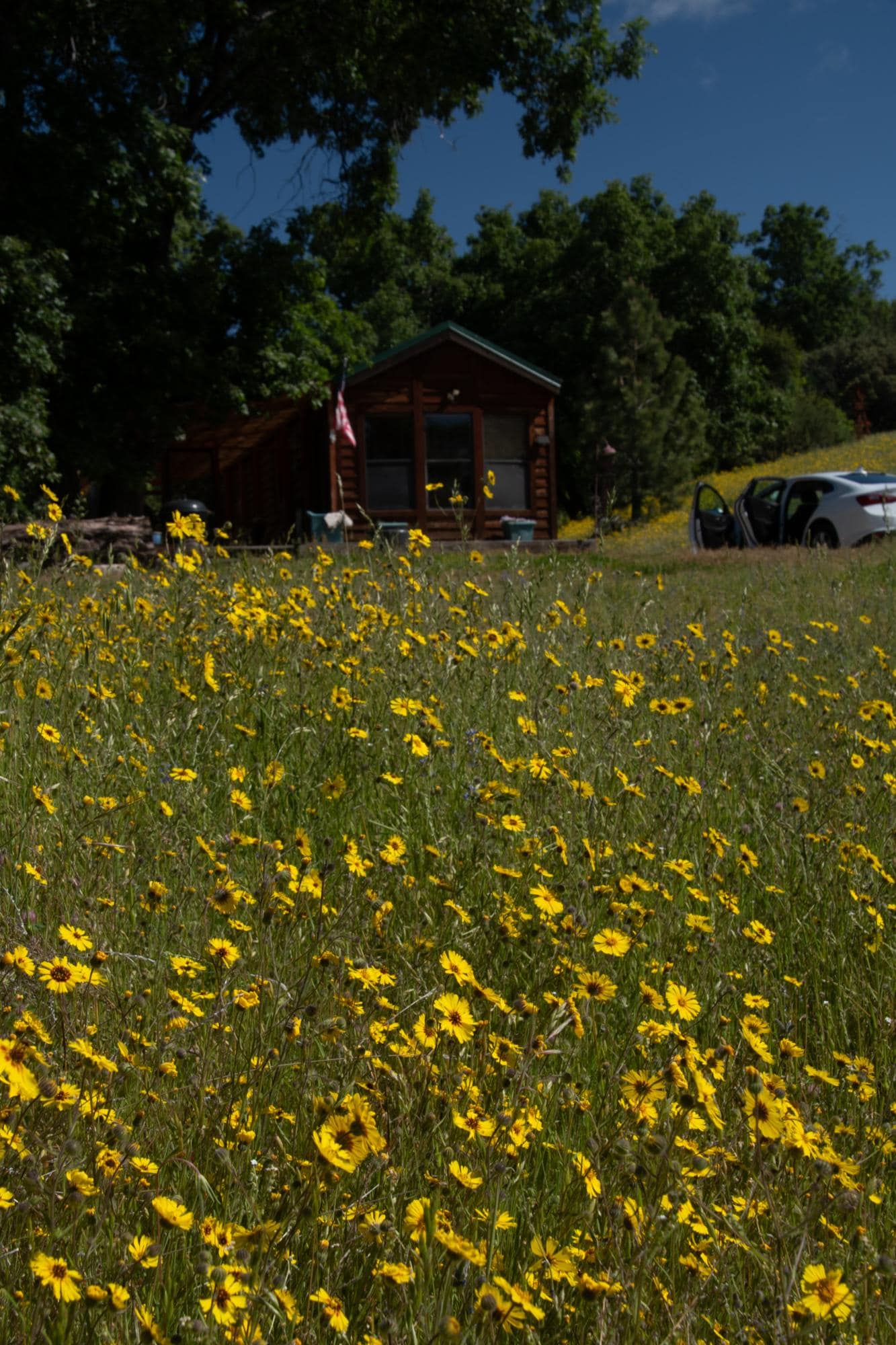 The cabin and adjacent meadow