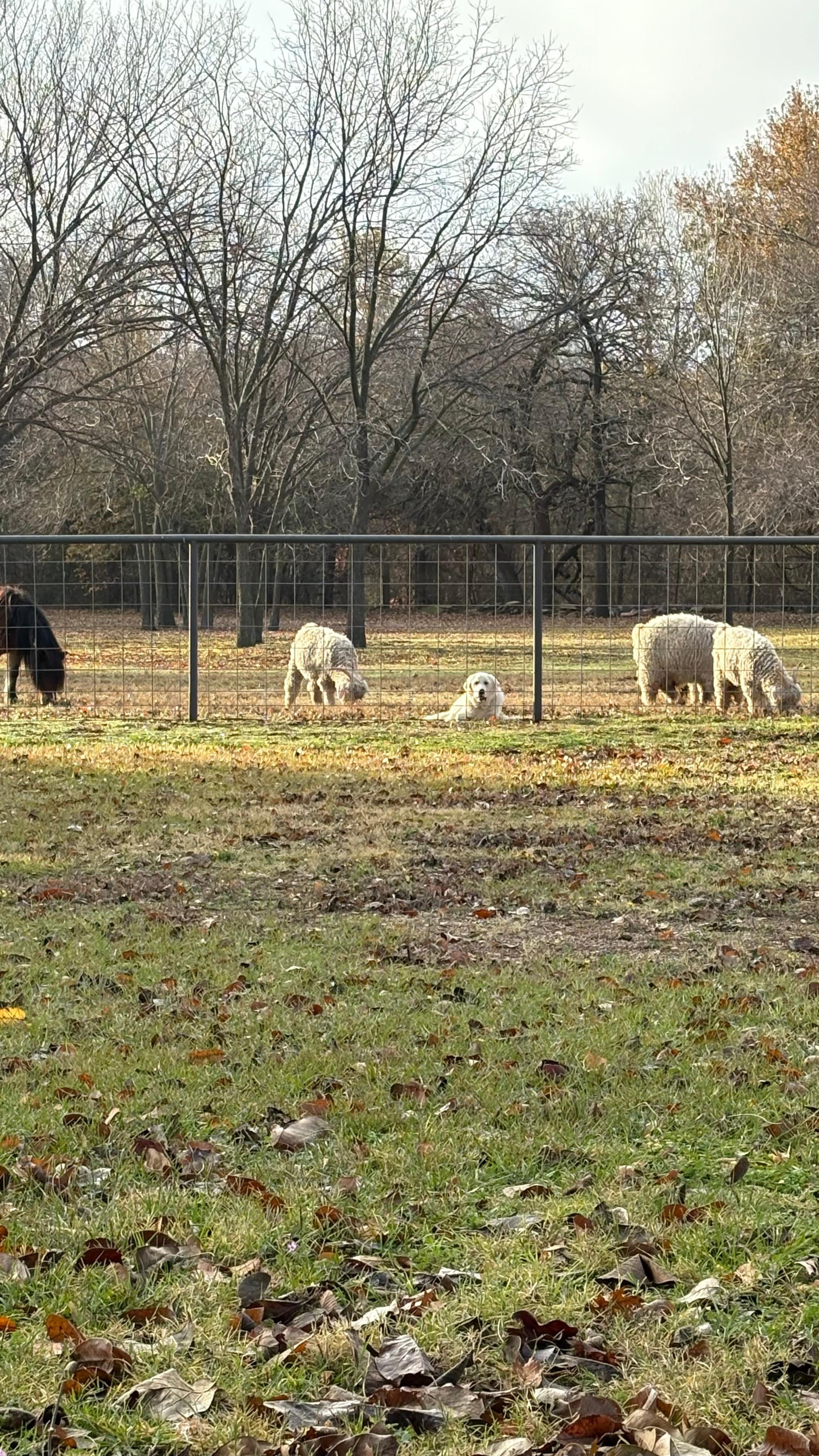 View from the back porch. 