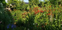 One glimpse of the garden