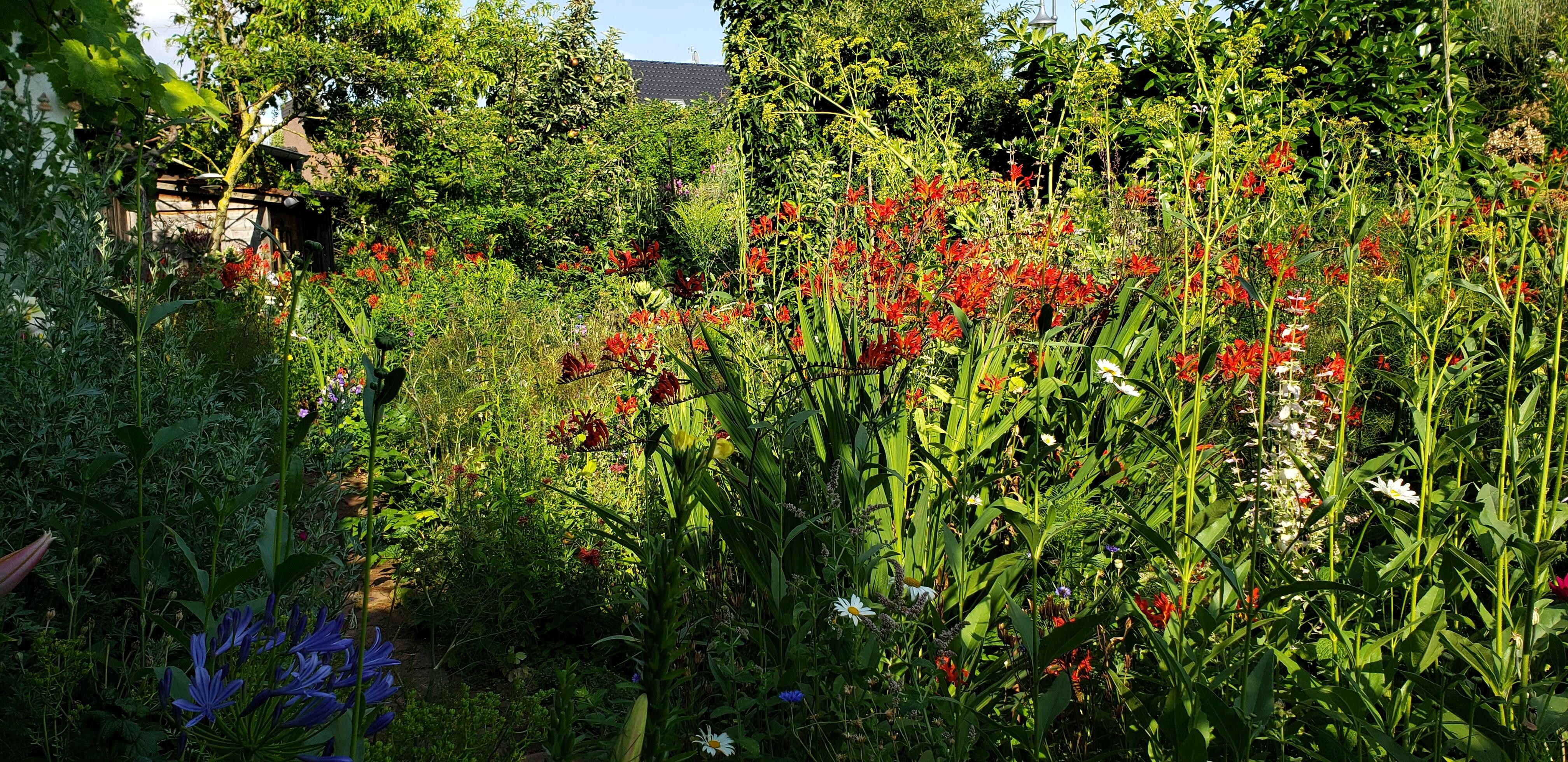 One glimpse of the garden