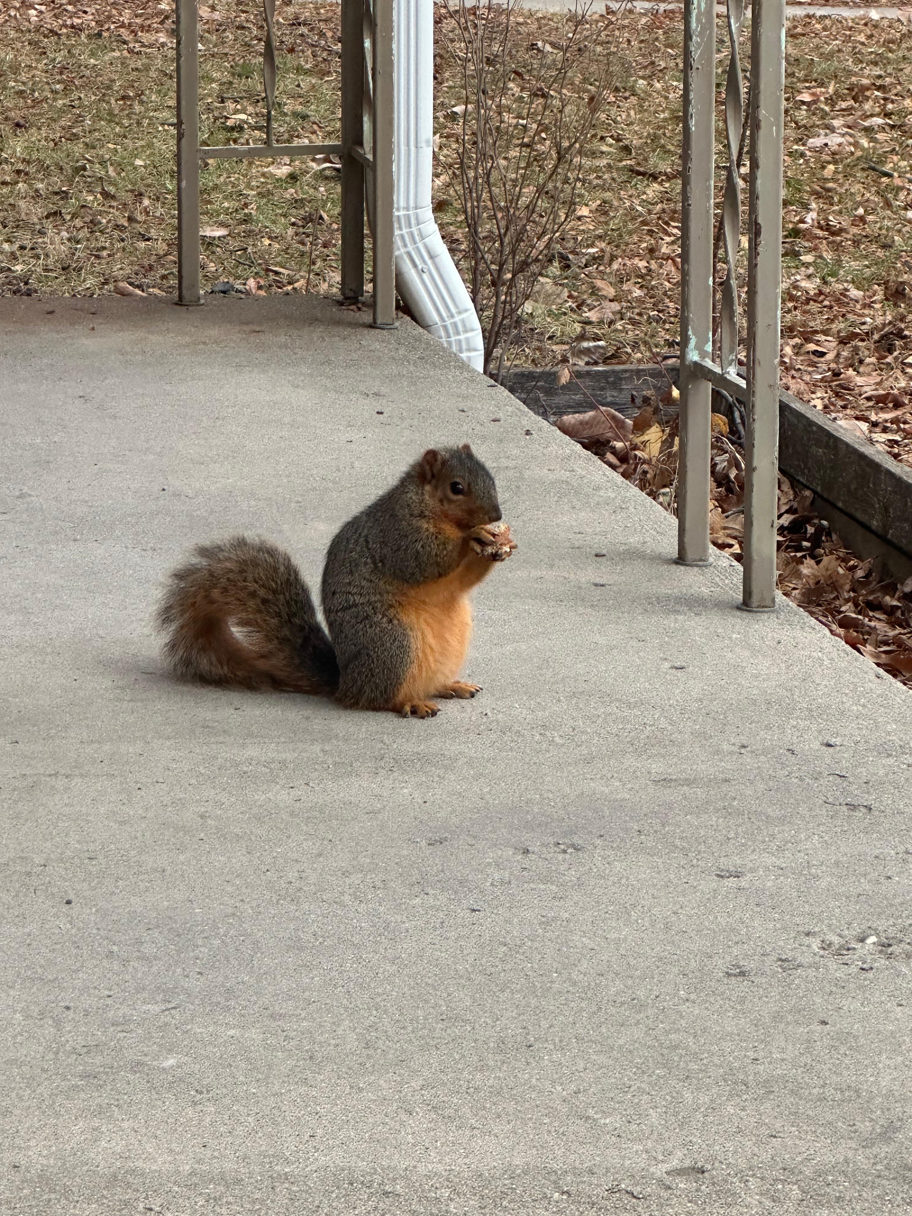 Neighbor squirrels came by to say hi