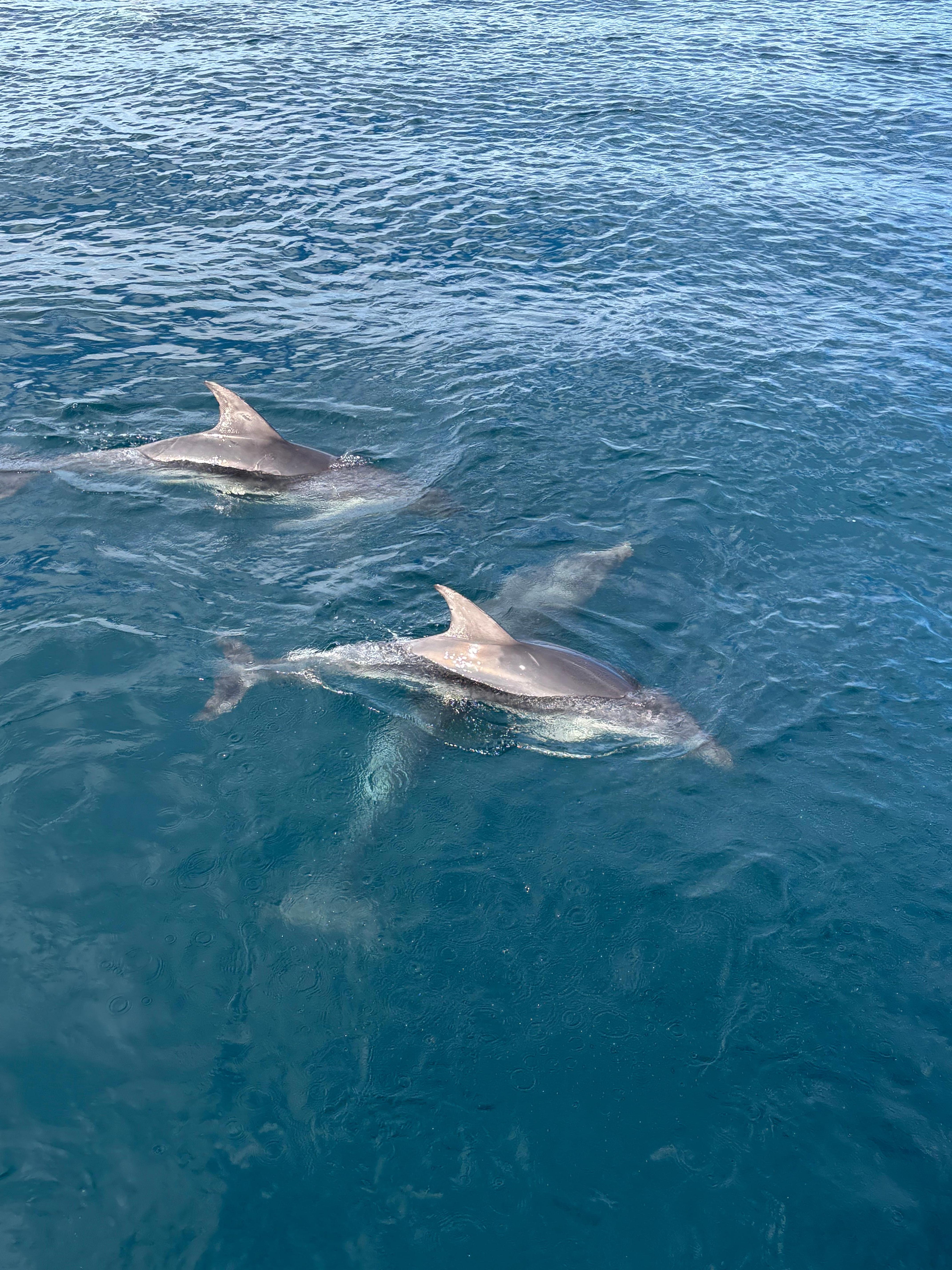Dolphins on day cruise