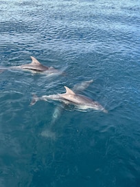 Dolphins on day cruise