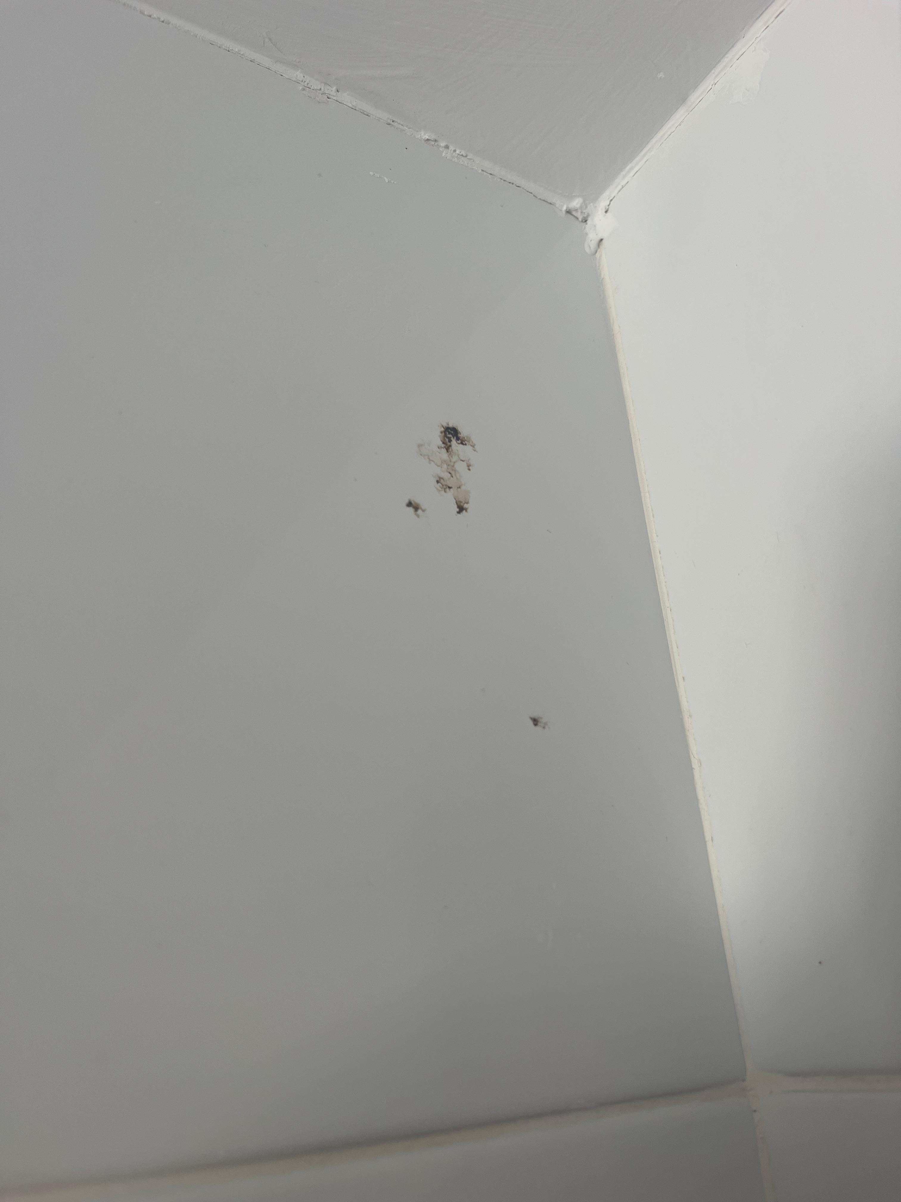 Squatted bug?? Above en suite door