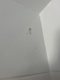 Squatted bug?? Above en suite door