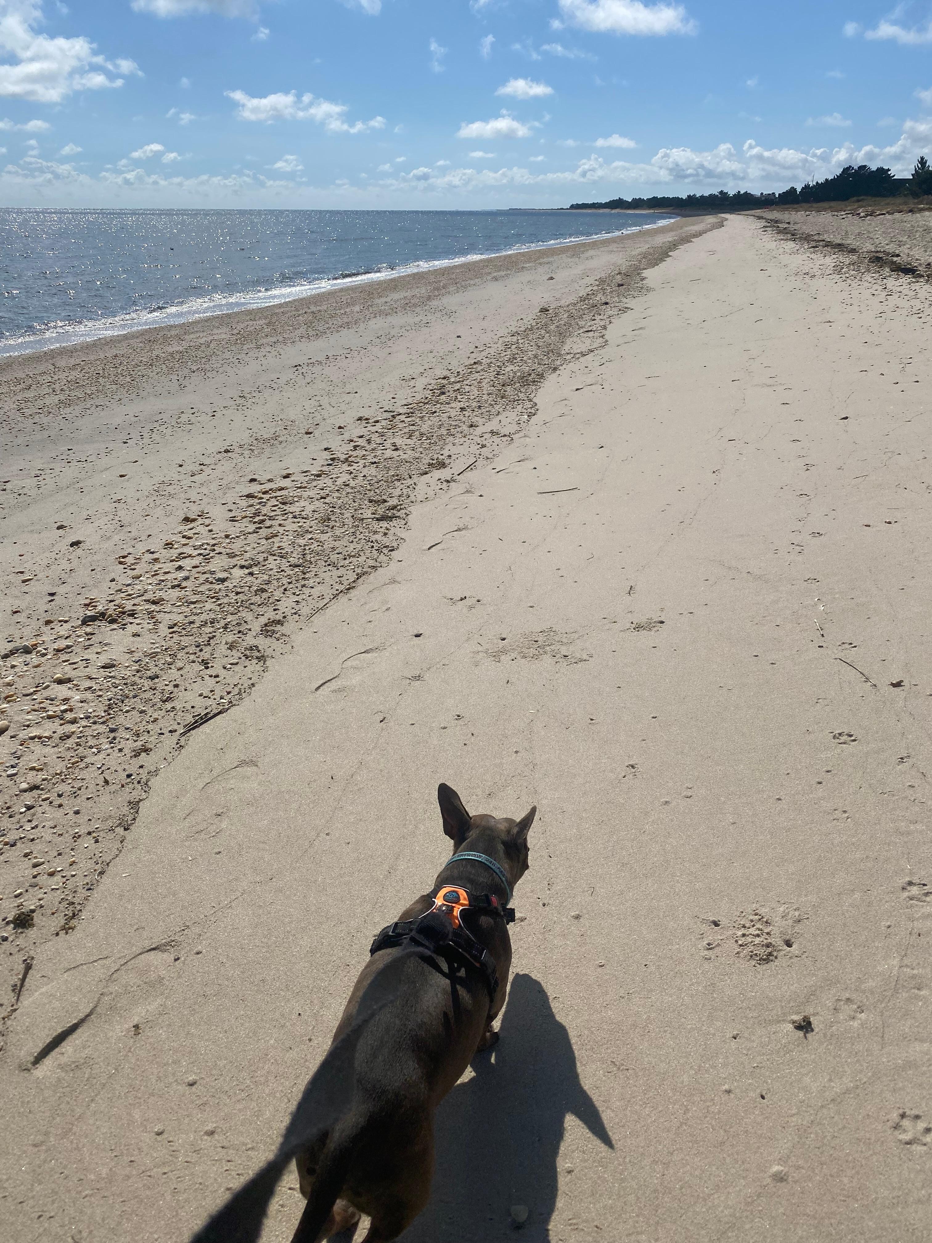Labor Day weekend, and there were no more than a dozen people on the beach within a mile in either direction 