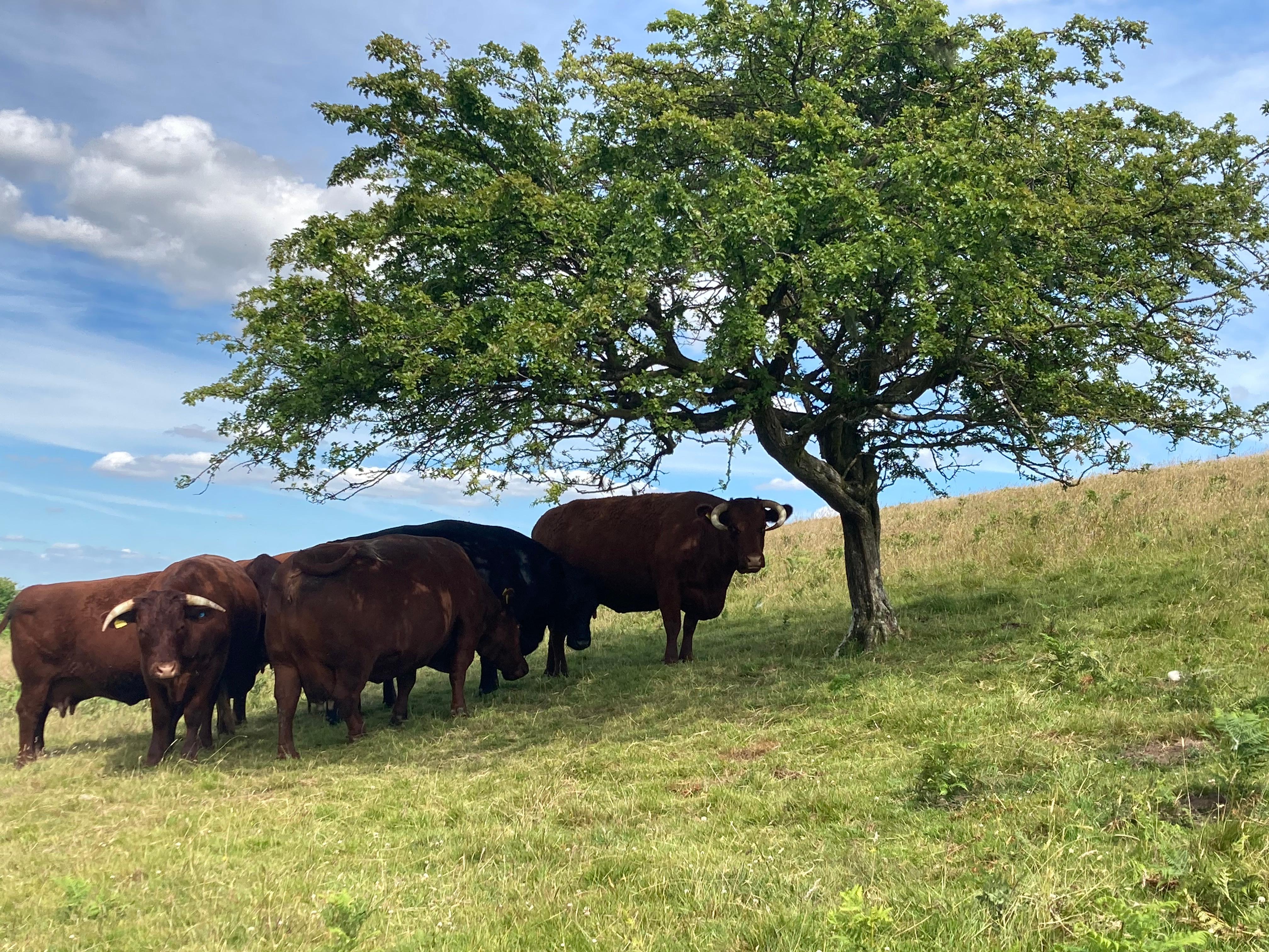 On the Moor- Devon Rubies 