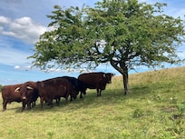 On the Moor- Devon Rubies