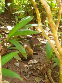 Aguti visiting the grounds