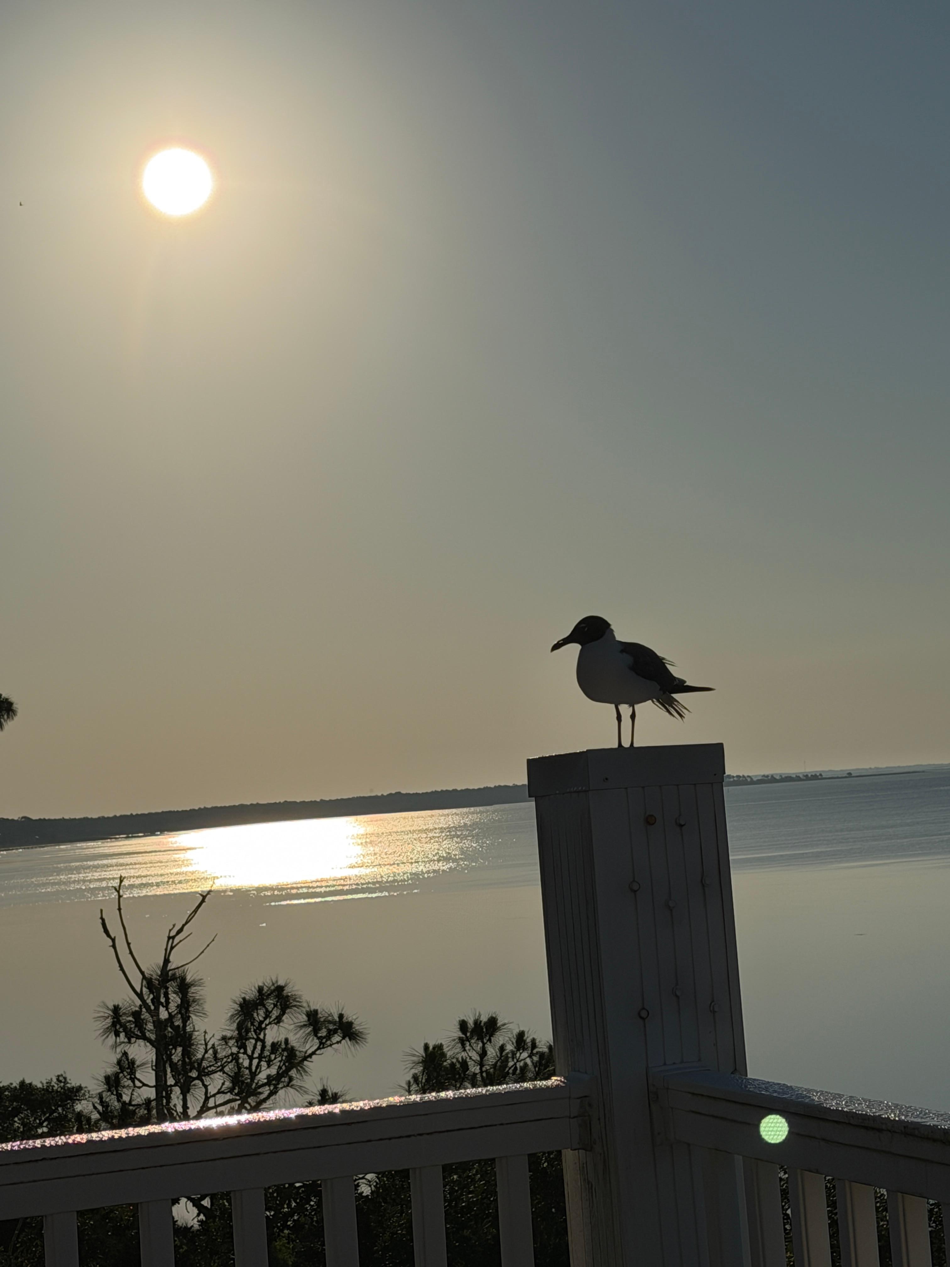 Every morning our little seagull friend would come by. 