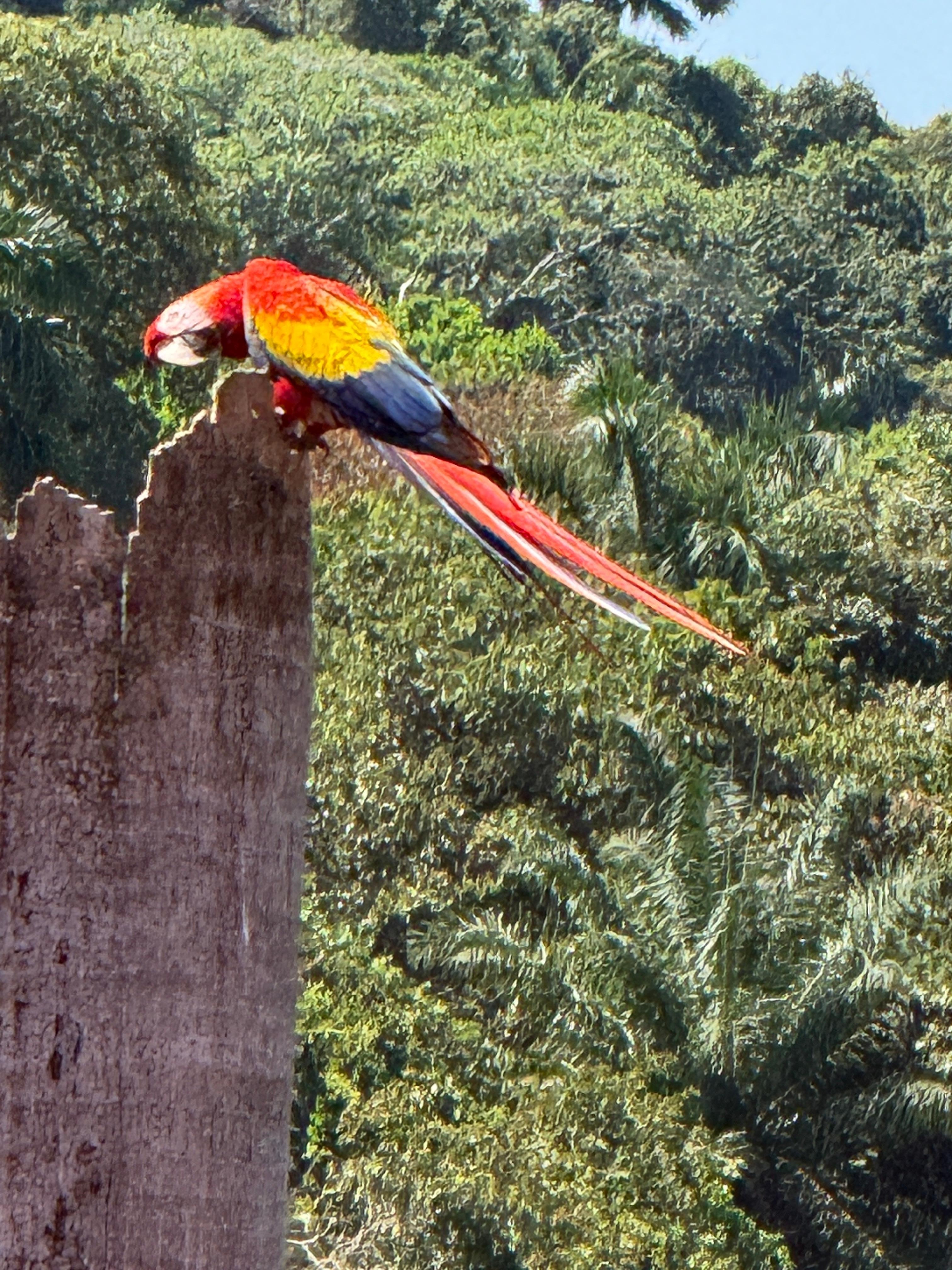 There's a nest of Scarlet Macaws right outside the house. All day entertainment! 