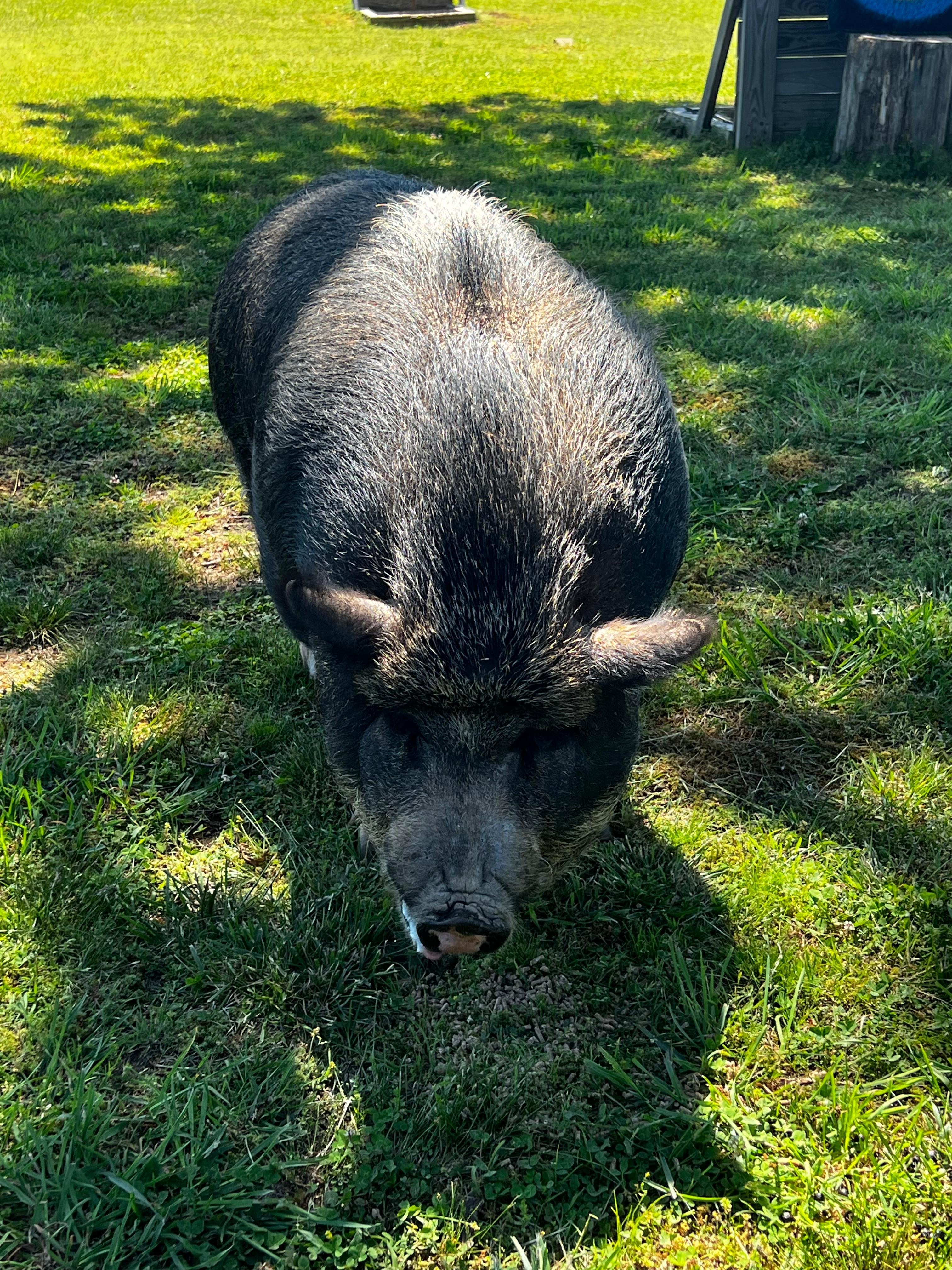 Penelope the pig