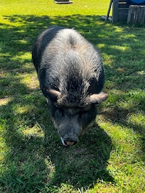 Penelope the pig